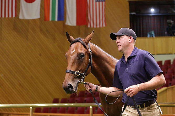 Lot 958 Armory – Hanako Colt led by vendor Stew McGregor. - Photo: Trish Dunell