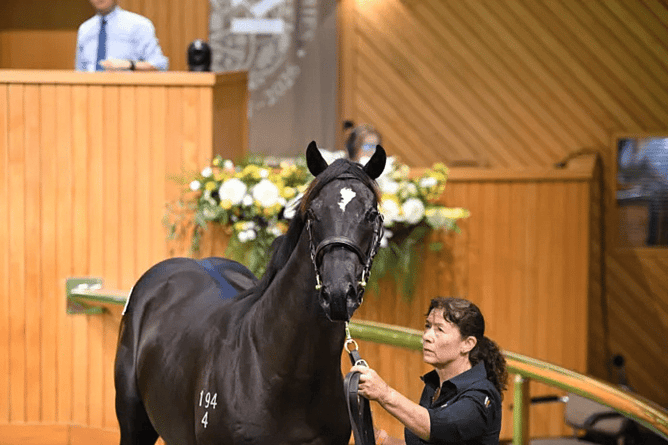 Westbury Stud were leading vendors & their resident stallion Redwood was leading sire. - Photo: supplied