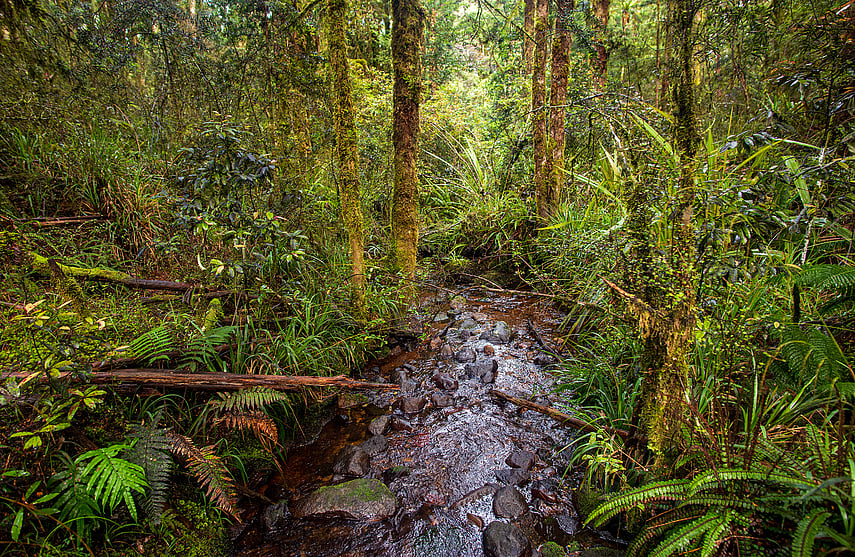 Te Hangāruru Trail