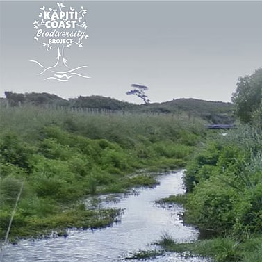 Kapiti Coast Biodiversity Project