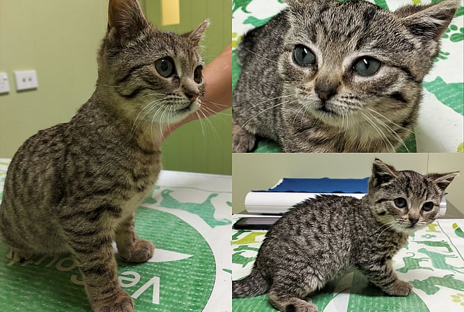 Tina before treatment - showing the effects of congenital hypothyroidism.