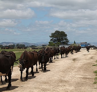 Cows walking on farm race StockRock