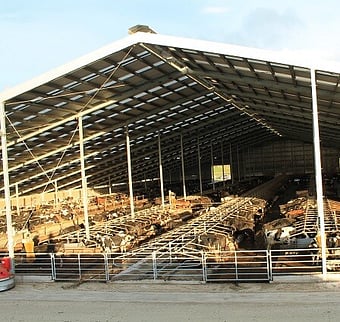 ZorbiFresh Active in barn animal bedding