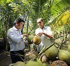 Coconut Farmer