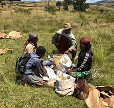 freshly picked peanuts