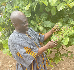Freshly picked cashews