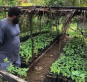 Solomon cacao farmer