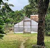 Solomon cacao farmer