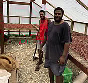 Solomon cacao farmers