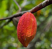 cacao