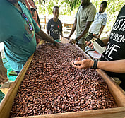 Solomon cacao farmer