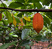 Solomon cacao