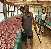 Solomon cacao farmer