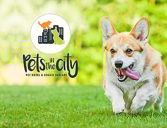 Pets in the City - BRAND STRATEGY + IDENTITY, GRAPHIC DESIGN, RETAIL