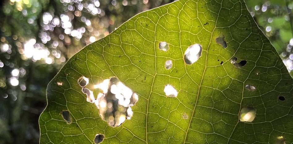 Two Day Nature Retreat - with glowworm kayaking