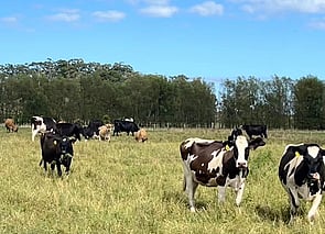 145 x Friesian, Jersey & Kiwi Cross Cows - BW: 42, PW: 64Sam Cowley, 021 263 2019