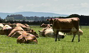 Case Study 4 - Upper Aparima Catchment GroupDairyRolling to flat country 
