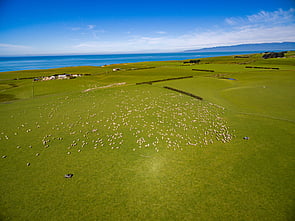Case Study 1  - Orepuki Catchment GroupSheep + Beef Rolling to flat country 