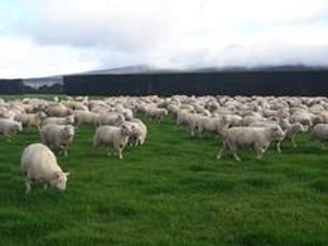 Case Study 3 - Pourakino Catchment GroupSheep + Beef 