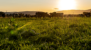 Case Study 5 - Aparima Catchment GroupDairy Low land flats