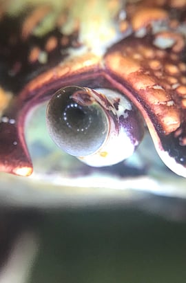 Diagnosis & Treatment