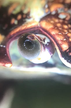 Diagnosis & Treatment