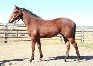 Unusual Suspect First Crop in QLD