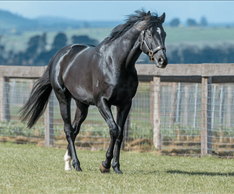 UNUSUAL SUSPECT (USA)