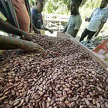 raw cocoa beans