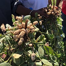 freshly picked peanuts