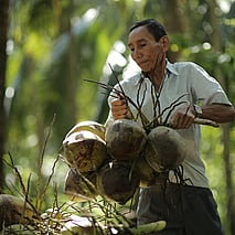 coconut farmer