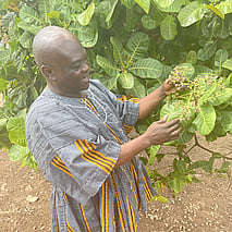 freshly picked peanuts