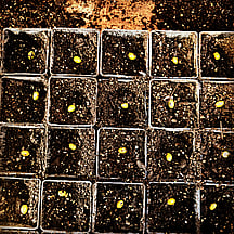 Eco Sourcing - Growing plants from seeds collected locally is an important part of any restoration project and has many benefits. Most notably the better survival rates and growth of your plants.By using eco sourced native plants you will help the area's unique local characteristics, maintain genetic diversity and species survival.