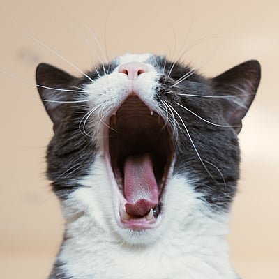 Mamaku Cattery yawning cat
