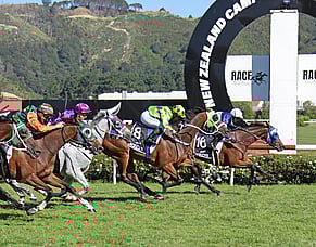 Kiwi Chronicles - A week to remember