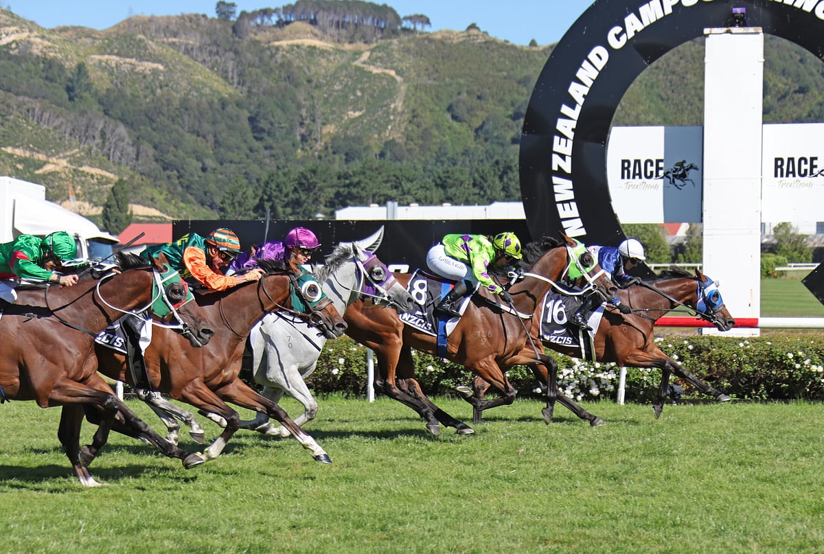 Nz Thoroughbred Racing Kiwi Chronicles - A week to remember | New Zealand Thoroughbred ...