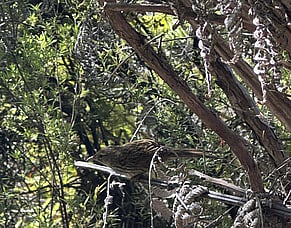 Matarangi Beach Paper Article - December 2025