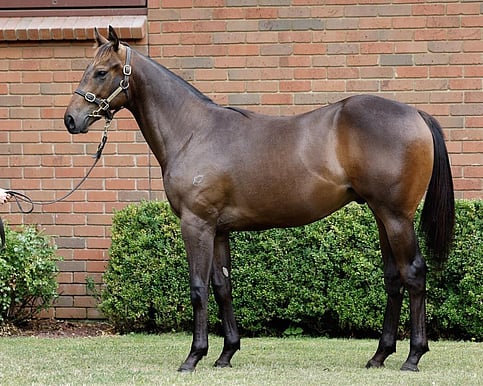 Promising colt with the potential to follow his half-brother Harlech as a competitive three-year-old miler. He will be given time to develop, with trials targeted around Christmas. 5% shares available for $2,655.94.