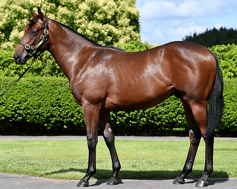 Colt by leading second-season sire Hello Youmzain, purchased for $60,000, with a speed-laden pedigree suited to the Karaka Millions and elite two-year-old races.
