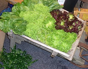 New Gardens4Health facilitators