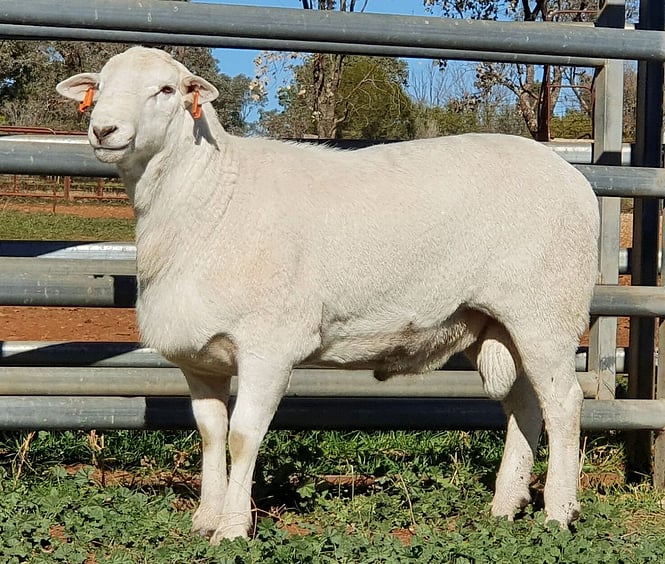 aussie white sheep new zealand majestic sheep breeders