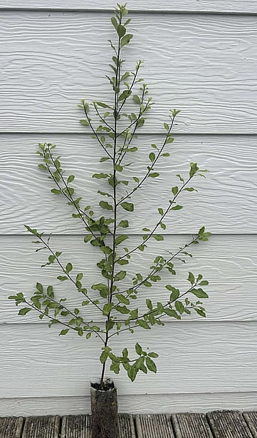 Native plants for riparian, wetland and hillslope planting. The Native Dairy Farmer. Waikato, Waipa, King Country, New Zealand. Revegetation projects.