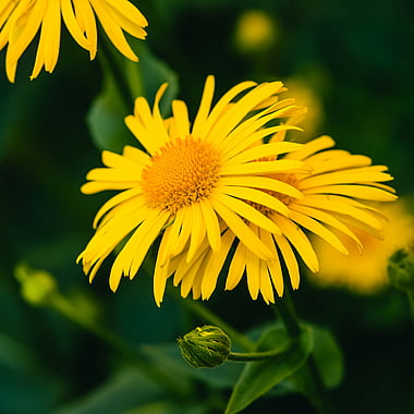 Arnica | Naturally Herbal