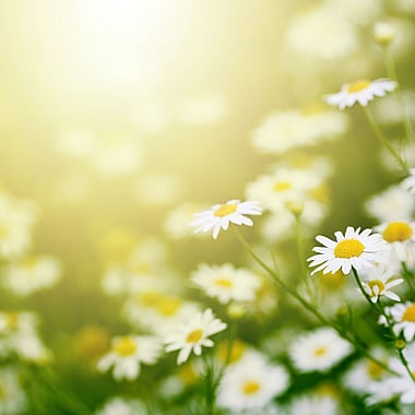 Chamomile | Naturally Herbal