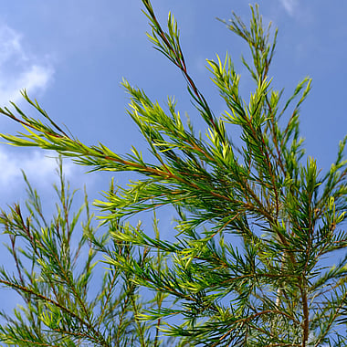 Tea Tree | Naturally Herbal