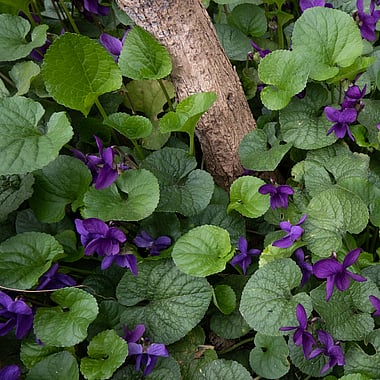 Violet | Naturally Herbal