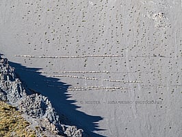 Merinos on shingle scree.  Mobs of sheep string across mountainside. Autumn Merino Muster.  Lake Heron Station, Canterbury High Country, New Zealand