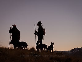 Sillhouetted shepherds and dogs.  Autumn Muster.  Lake Heron Station, Canterbury High Country, New Zealand