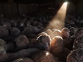 Merinos in the shearing shed.  Beam of light shining on sheep