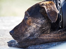 Huntaway dog Rizzo stops for a rest.